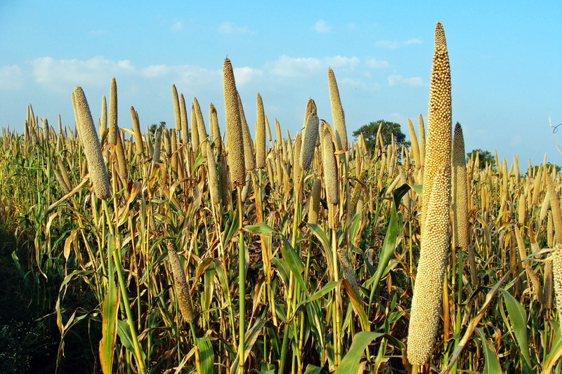 cereal Plant, Bajra, karnataka, focus on foreground, day, india, growth, sky, agriculture, food, beauty in nature, 2K, scenics - nature, field, sunlight