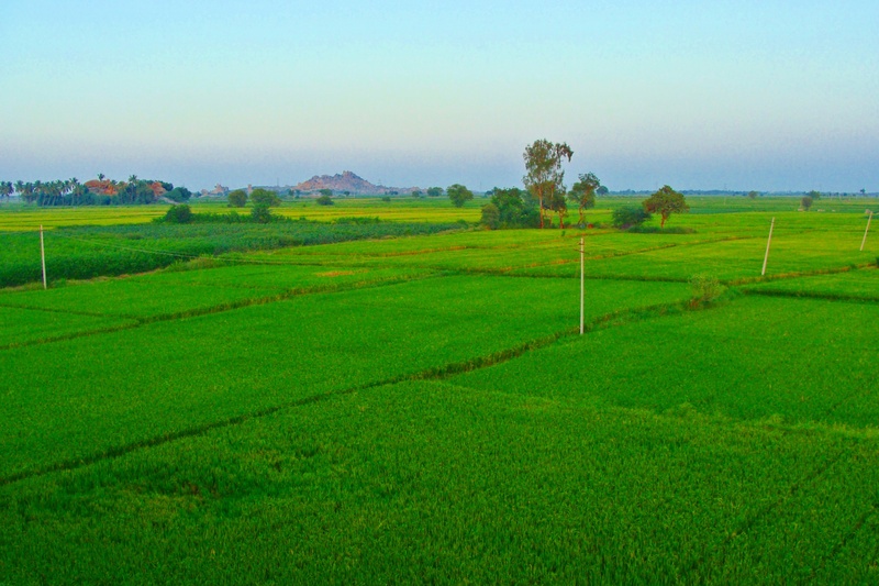 2K, land, india, field, karnataka, crop, environment, tree, growth, landscape, no people, agriculture, green color, rice fields, sky, outdoors, clear sky