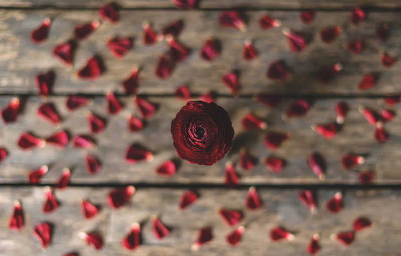 focus on foreground, 1080P, red flowers, lighting equipment, no people, flower, plants, celebration, floral, holiday, red, close-up, selective focus, ceiling
