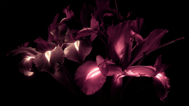 plant, beauty in nature, petaled, indoors, fragility, flowers, close-up, petal, flowering plant, flower, no people, growth, inflorescence, freshness, 1080P