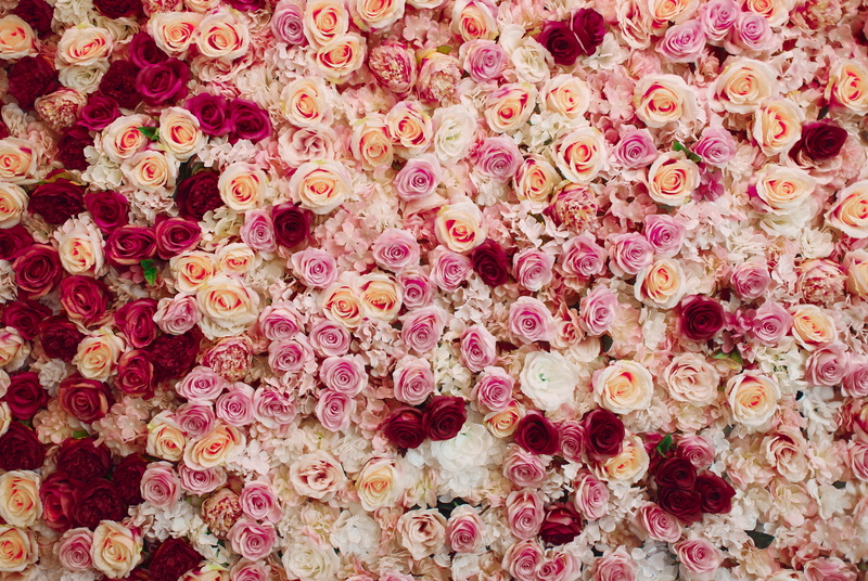 White Flower, Pink Flower, Flower, Rose, 5K, Red Flower, Flowers
