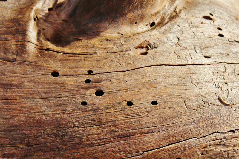 food, natural pattern, nature, wood, injury, morsch, wood - material, tree, 5K, day, old, backgrounds, hole, tree trunk, brown, no people, shape, log