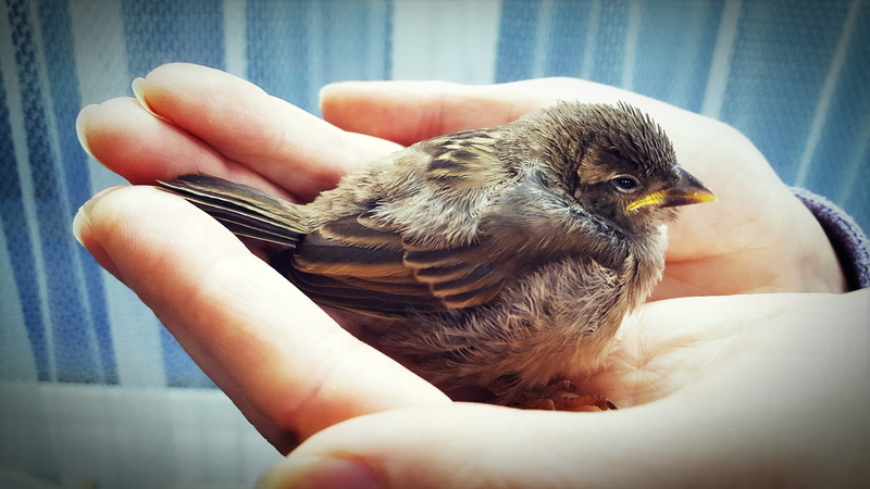 human body part, Sparrow, person, unrecognizable person, real people, animals in the wild, finger, human hand, one person, animal themes, Feed, feathered race