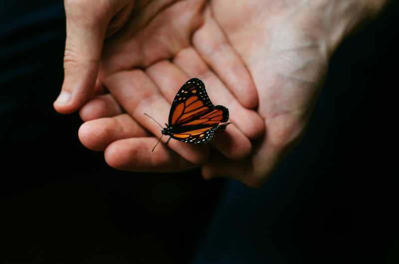 human hand, perched, animal wing, hands, butterfly - insect, one person, hold, brown, beautiful, insect, 4K, holding, invertebrate, bokeh, studio shot