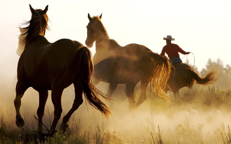 marlboro, cool, country, horses, 1080P