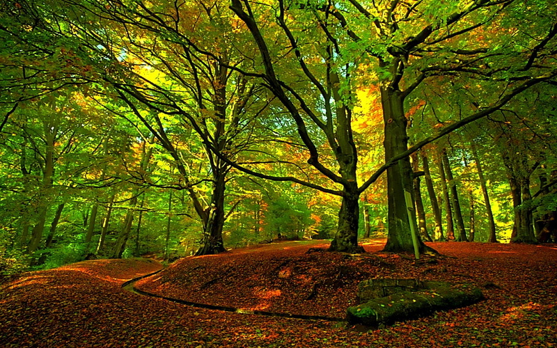 leaves, meet, trees, green, forest, 1080P, nature, drain, 3d and abstract, light
