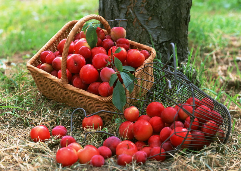 organic, agriculture, dieting, ripe, vegetarian Food, container, outdoors, plant, no people, summer, gardening, fruit, tomato, food, rural Scene, nature