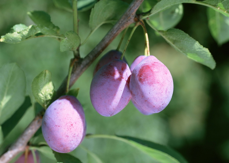 red, fruit, green Color, fruits, outdoors, focus on foreground, hanging, several, plantation, organic, 2K, leaves, healthy Eating, no People, leaf, purple