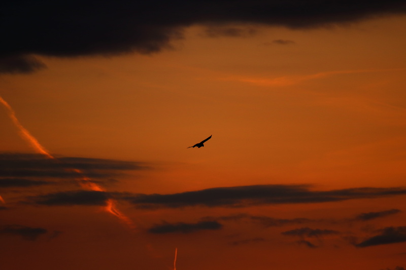 animal, animal wildlife, flight, birds, no people, abendrod, scenics - nature, beauty in nature, creature, wild bird, raptor, predator, buzzard, hunter