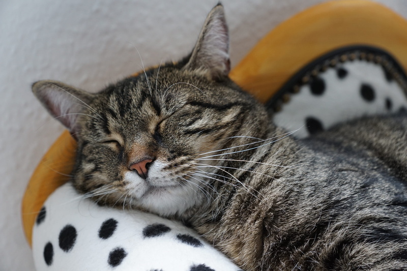 eyes closed, beautiful, sleep, sofa, vertebrate, polka, tabby cat, sickness, pets, feline, brown tabby, black and white, dotted, resting, lying, animal