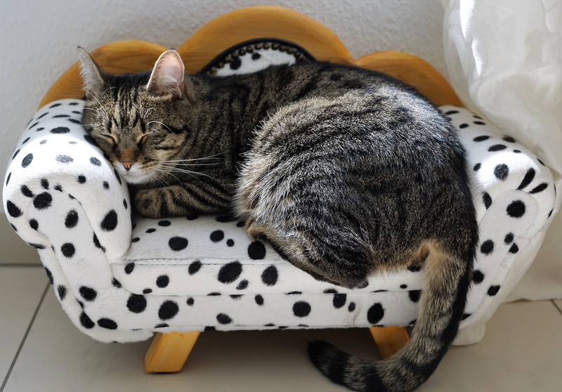 tiger, young Animal, animal themes, burn out, laying, no matter, domestic Cat, dot, sleeping, dalmatians, lying down, bed, tired, relaxation, tabby cat