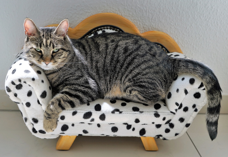 high angle view, black, close, cat face, furniture, serenity, playful, cozy, sleep, fun, cat, tiger, tabby, couch, bquemlichkeit, herrlich, pampering, young animal