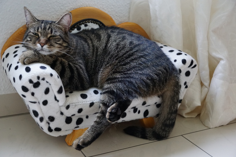 cat face, adidas, resting, vertebrate, animal themes, feline, playful, sweet, happy, expression, domestic, holiday, doze, sofa, predator, domestic animals