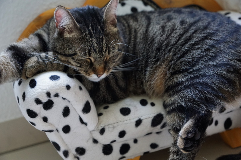 accessories, young cat, no, sweet, domestic cat, vertebrate, red, hairstyle, no people, relaxation, play, burn out, pattern, home interior, pet, close-up