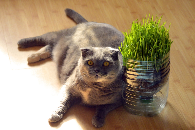 furry, no people, grey, animals And Pets, small, relax, food, flooring, potted plant, yellow, Cat, scottish, adorable, cat, domestic, Wooden, domestic Animals