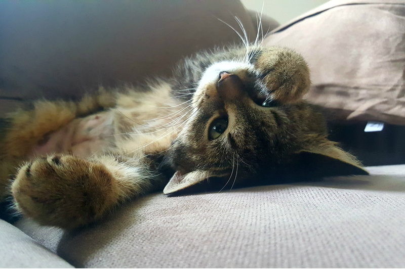 suilver, surface, lying, lazy, gray, close-up, kitten, lazy sunday, felidae, lustul, loose, relax, fur coat, relaxation, cat, whisker, idle, indoors, female cat