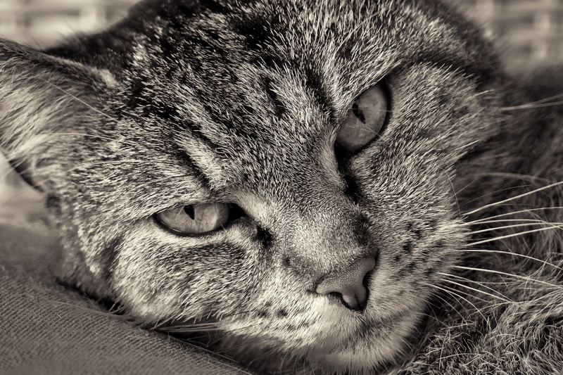 beard hair, feel at home, graceful, smooch, nature, furry, domestic animals, pets, no people, animal portrait, eyes, cat, cute, feline, adidas, fur, whisker