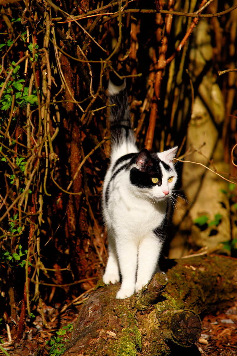 garden, graceful, cheeky, noble, close, field, Female, plant, tree, enjoy, whisker, portrait, sweet, beard hair, one animal, cat, mammal, attention, feline