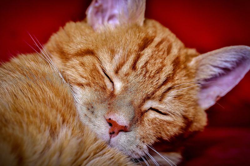 sweet, portrait, kitten, domestic, adorable, animal themes, 5K, cat, nap, ginger cat, domestic cat, feline, eyes closed, animal body part, indoors, love