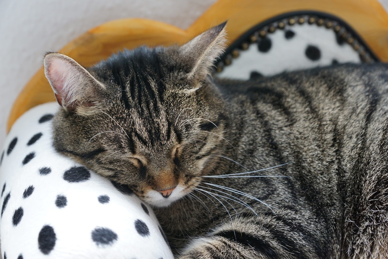 indoors, domestic, tired, animal head, Tiger, vertebrate, dangerous, Cat, furniture, no people, dog, feline, sleeping, Animal, whisker, tabby, head, home interior