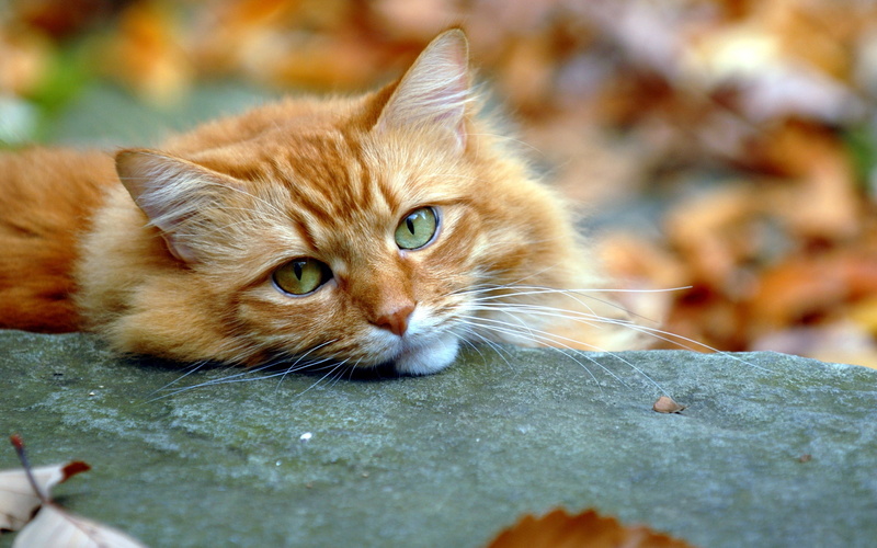 Face, Cute, Eyes, Cat, brown, Fall, tabby, 2K