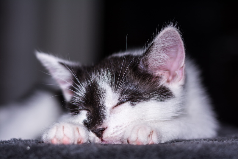 photography, close-up photography, small cats, dear, black, cat family, 5K, cat portrait, attention, one animal, sleeping, mieze, vertebrate, young cats