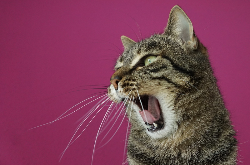 no people, dentist, animal mouth, animal, mammal, closeup, rage, purple, brown, mouth open, dangerous, close-up, animal head, cat, tigerli, yawning, animal body part