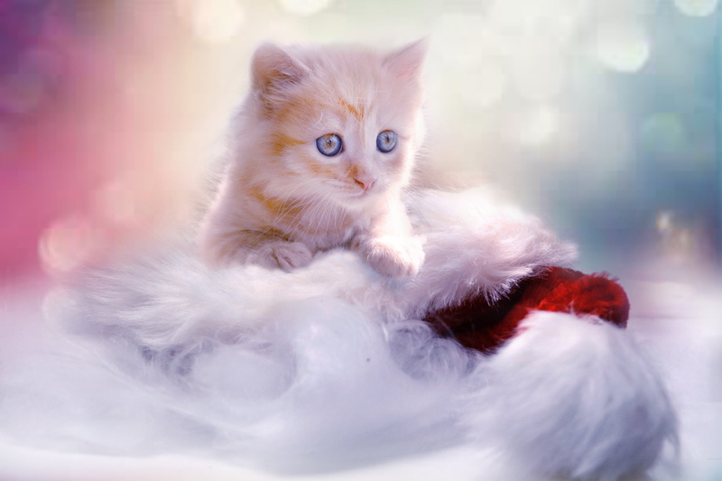 feline, 2K, pets, winter, mammal, animal, heart, cute, orange, persian cat, domestic, tabby, softness, white color, christmas, vertebrate, cat, nicholas