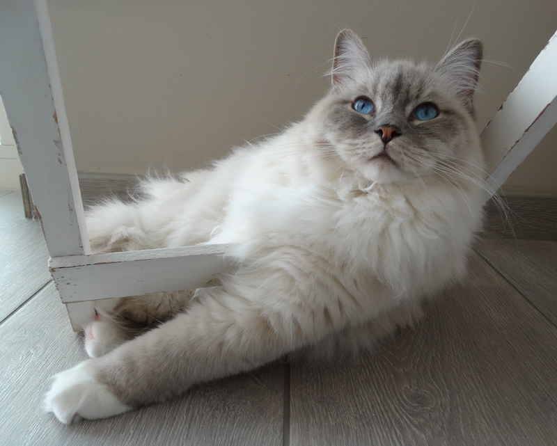 medium, white color, Cat, flooring, mammal, animal themes, domestic, coated, 4K, one animal, Relax, lying down, Remote Access, Ragdoll, looking at camera
