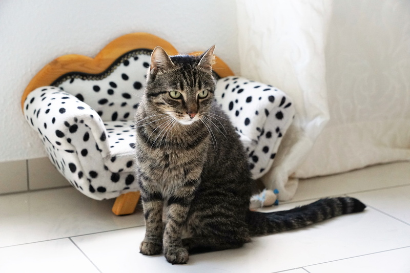 Sweet, tigerle, adidas, furry, fabric, mammal, sofa furniture, predator, white, no people, nature, flooring, animal themes, portrait, mieze, beside, tiled floor