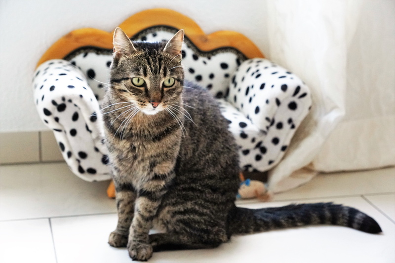 playful, domestic animals, spotted, Tiger, cat face, one animal, looking away, dalmatians, young animal, looking, adidas, animal themes, vertebrate, sofa