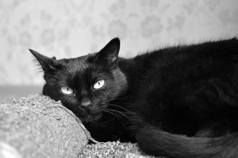 domestic animals, beautiful cat, cat sleeping, animal themes, cat looking, view, pets, cat resting, animals, 5K, Black Cat, whisker, one animal, black color