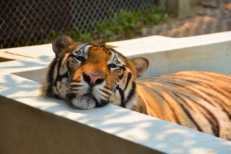 animals in captivity, feline, big, looking, laying, sunlight, animal head, striped, fur, head, nature, eye, grey, day, no people, stripes, undomesticated cat