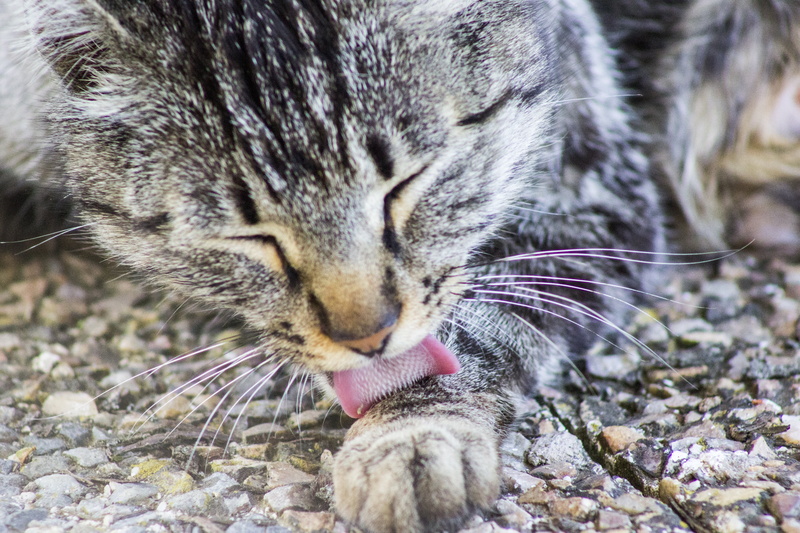 cat, lick, fauna, pets, lengia scratchy, kitten, to watch, mammal, gray, close-up, animal body part, cats nose, whiskers, one animal, to wash, language