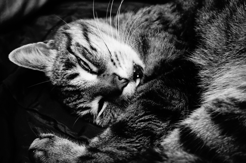 one animal, domestic animals, relaxed, cat portrait, animal portrait, paws, no people, indoors, vertebrate, sweet, tired, domestic cat, black white, ears