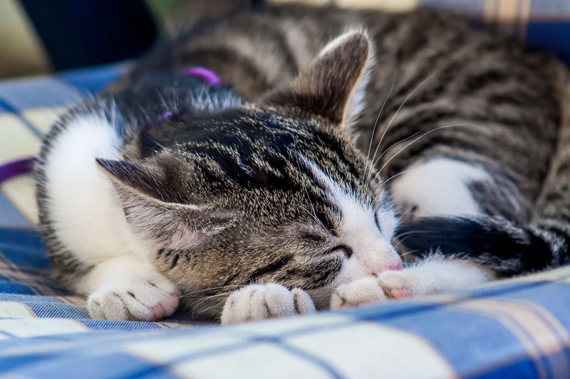 one animal, lying down, meditation, cats eyes, sleeping, textile, cat face, head, bed, vertebrate, sleep, small, cute, white, relax, lying, 2K, mieze