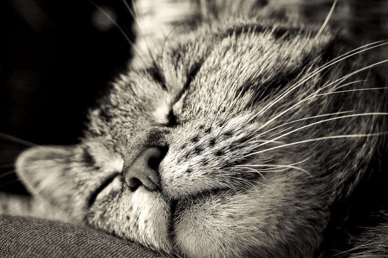 cuddly, animal portrait, graceful, smooch, relaxation, feel at home, nature, dear, view, cute, black white, head, animal world, expression, animal head