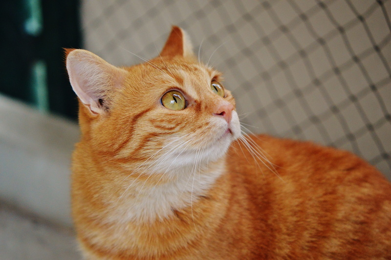 no people, cute, red mackerel tabby, day, mackerel, feline, red, mammal, animal world, focus on foreground, 4K, cuddly, animal themes, whisker, ginger cat
