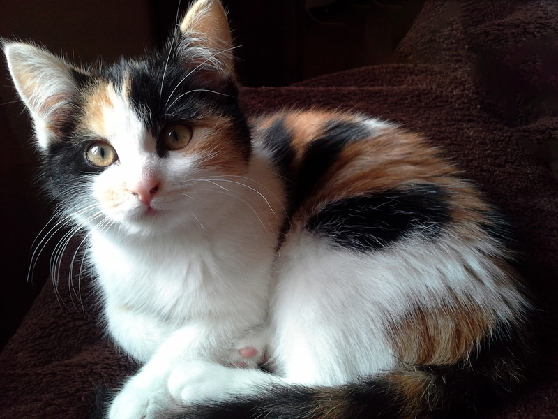 domestic cat, animal, cats eyes, vertebrate, relaxation, whisker, nose, cat, indoors, young cat, feline, calico cat, cat face, cute, fur, close-up, pet