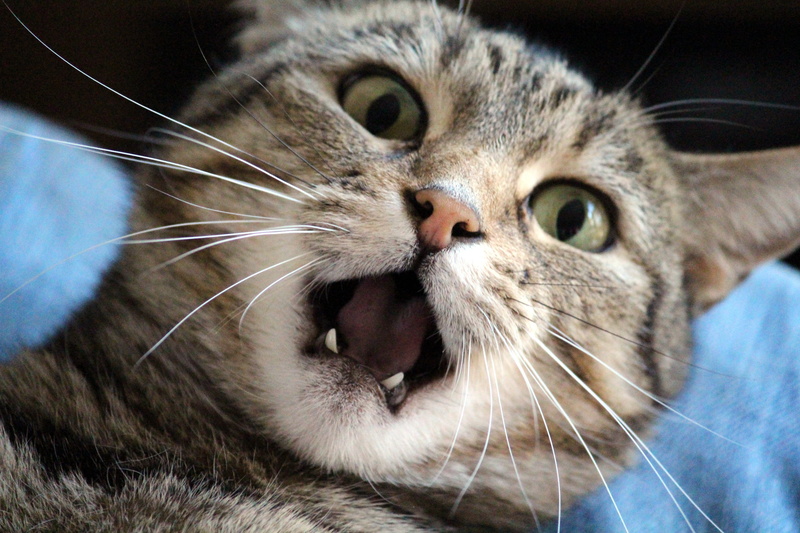 animal world, teeth, focus on foreground, feline, brown, cat, cute, vertebrate, close-up, animal themes, 5K, animal head, eyes, animal eye, portrait, domestic animals