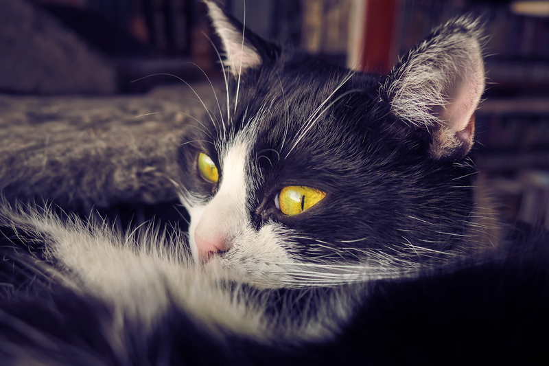animal head, feline, yellow eyes, mammal, eyes, relaxation, pets, black, sleep, pet, sweet, domestic, cat portrait, nap, indoors, concerns, animal eye