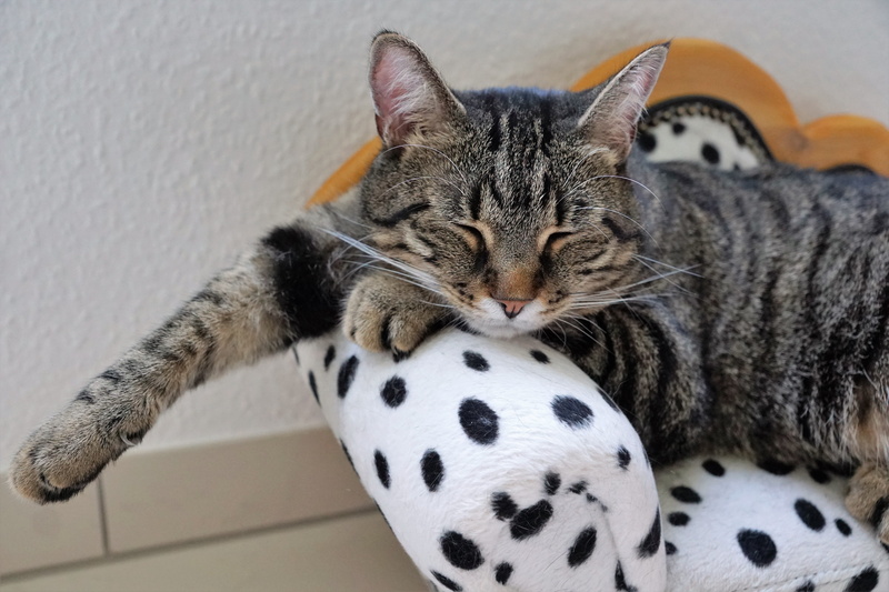 rest, cute, animal, points, close, indoors, cat, home interior, crawl, lazing around, lazy, canape, playful, animal world, dreams, wellness, whisker, photo