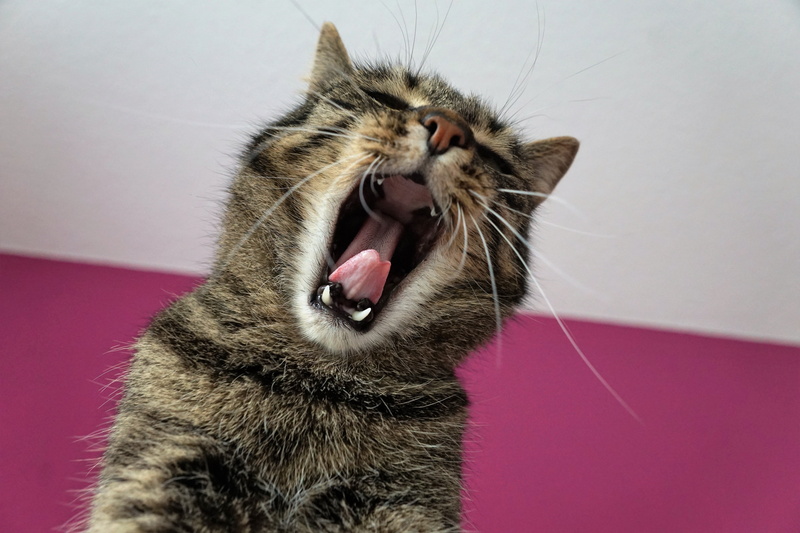 tongue, close, paint, mouth open, tabby, mammal, mouth, pets, animal body part, animal, animal teeth, tooth document, cat, brown, attention, tired, domestic animals