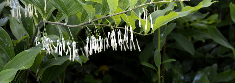 agriculture, banner, day, tree, outdoors, Blooded, focus on foreground, crop, white blossom, flower, plant part, much, weisswurz, white, flora, food and drink