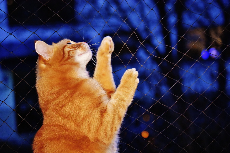 young cat, cuddly, domestic animals, blue, fur, kitten, mouth open, funny, domestic, whisker, fence, red, looking, mackerel, one animal, night, cat face