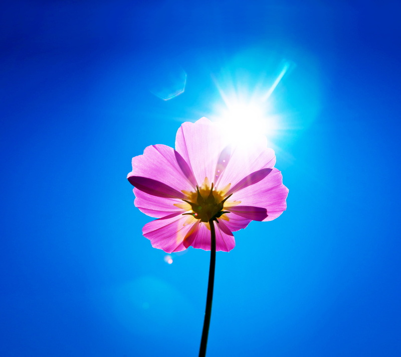 Stock, Sunny day, Purple flower, 1080P, Android