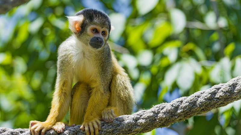 4K, Monkey, Rope, Squirrel, Background, Blurry