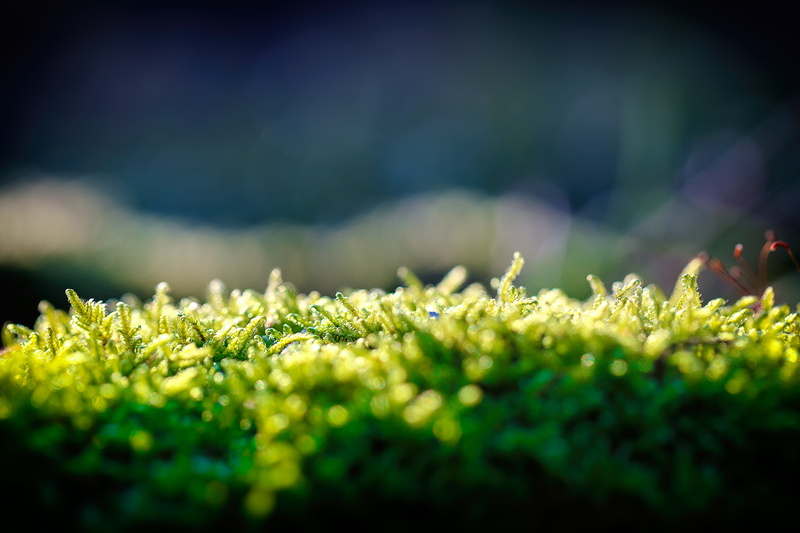 plant, green color, green fern, land, focus on foreground, 5K, blurry background, environment, grass, no people, day, tranquility, fern, nature, beauty in nature