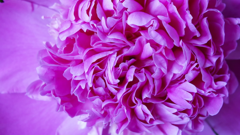vulnerability, site, garden, tonal, 5K, springtime, softness, nature, stylish, petal, bright, flower head, peony, selective focus, modern, inflorescence