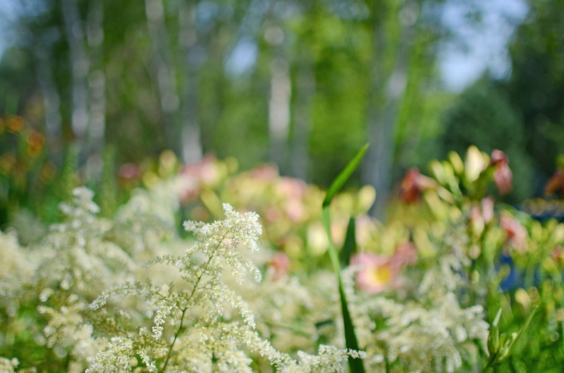 ornamental garden, blurry, selective focus, fragility, flowers, no people, outdoors, land, beauty in nature, garden, plant, plant part, flower, nature